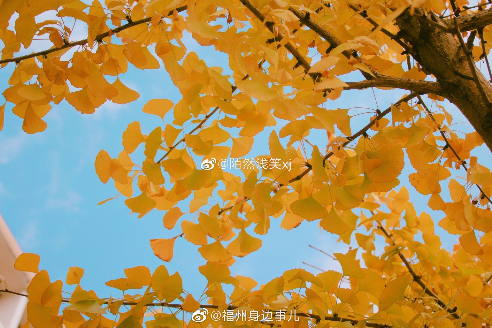 福大的银杏也黄啦