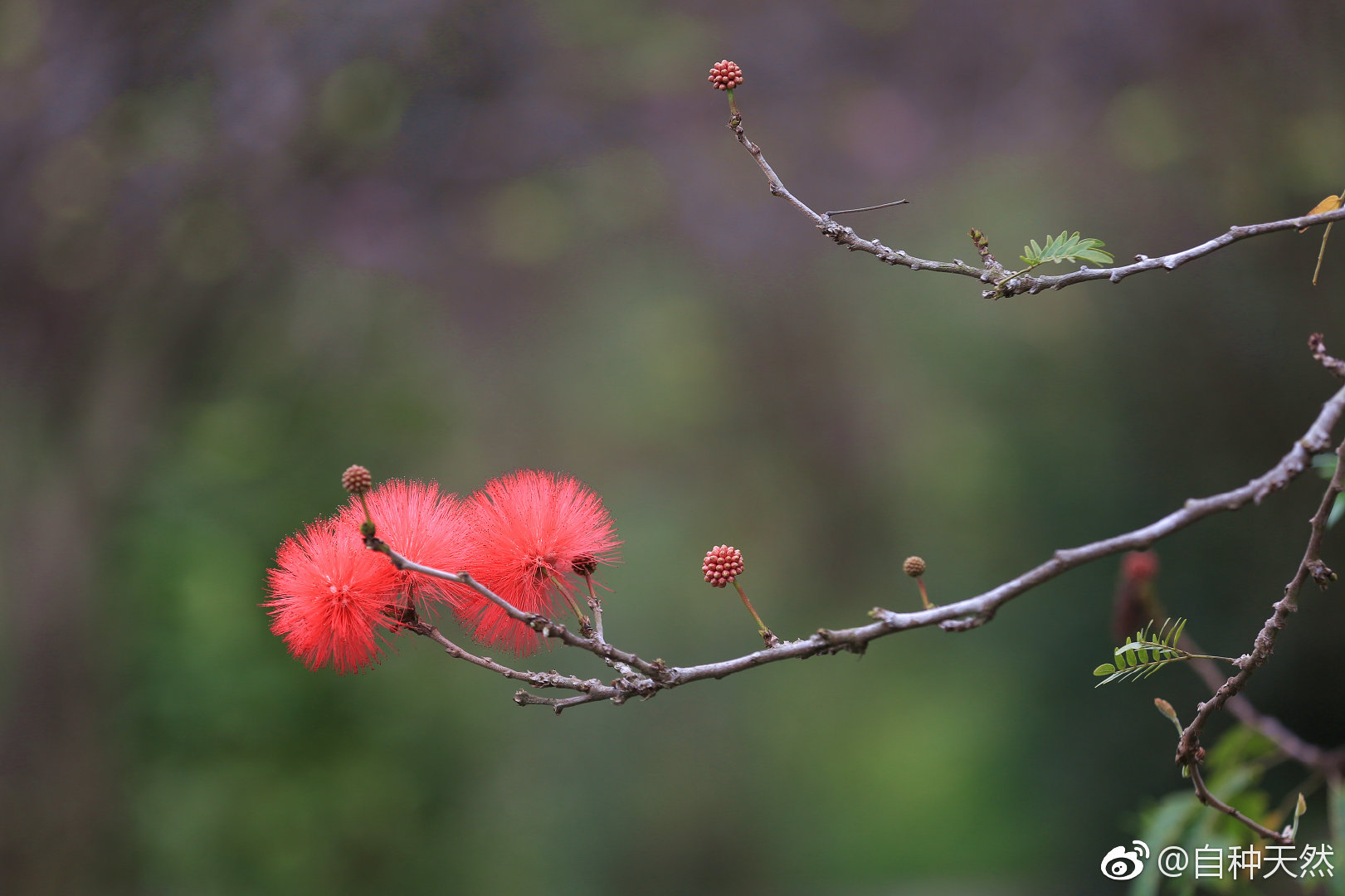红绒球花开，毛绒绒，红艳艳