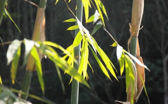 环境警告：斑竹园附近有妹子玩耍吗？真实情况与本地热门休闲地推荐