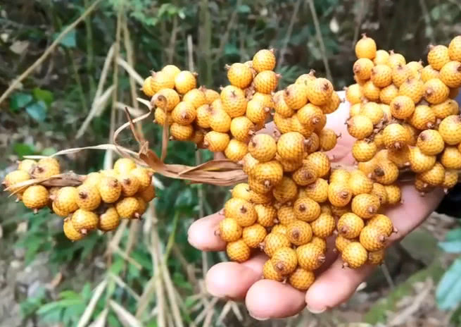 山里这种金黄色果子不仅长得很奇特还有一个奇怪的名字