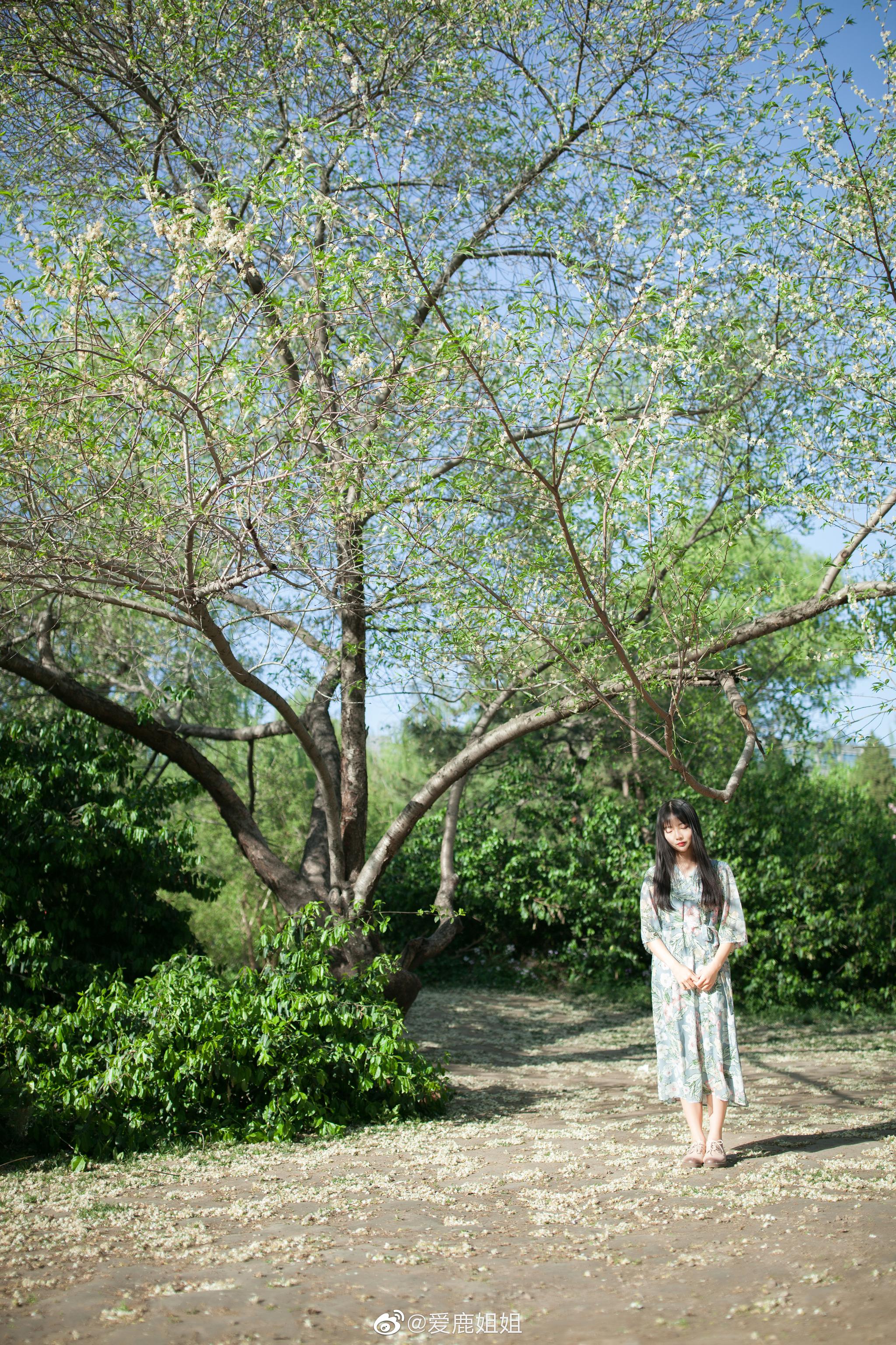 争花不带叶 争花不带叶