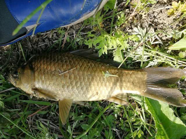 都说野生土鲫鱼长不大,这样大的土鲫鱼你见过没,能钓到全靠运气