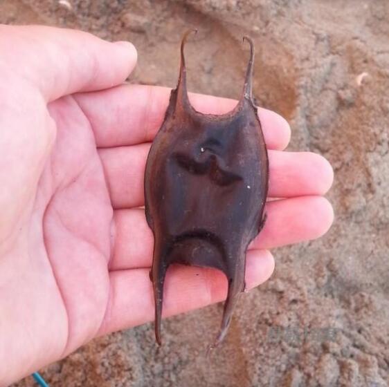 鱼卵四边尖尖角鲨鱼宝宝当中游,鲨鱼幼崽成长温床好特别