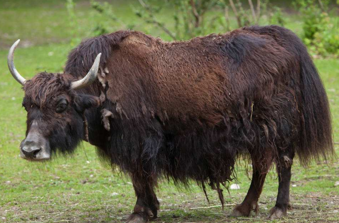 心理测试4头壮牛哪头养在富家测你的贵人运何时到来