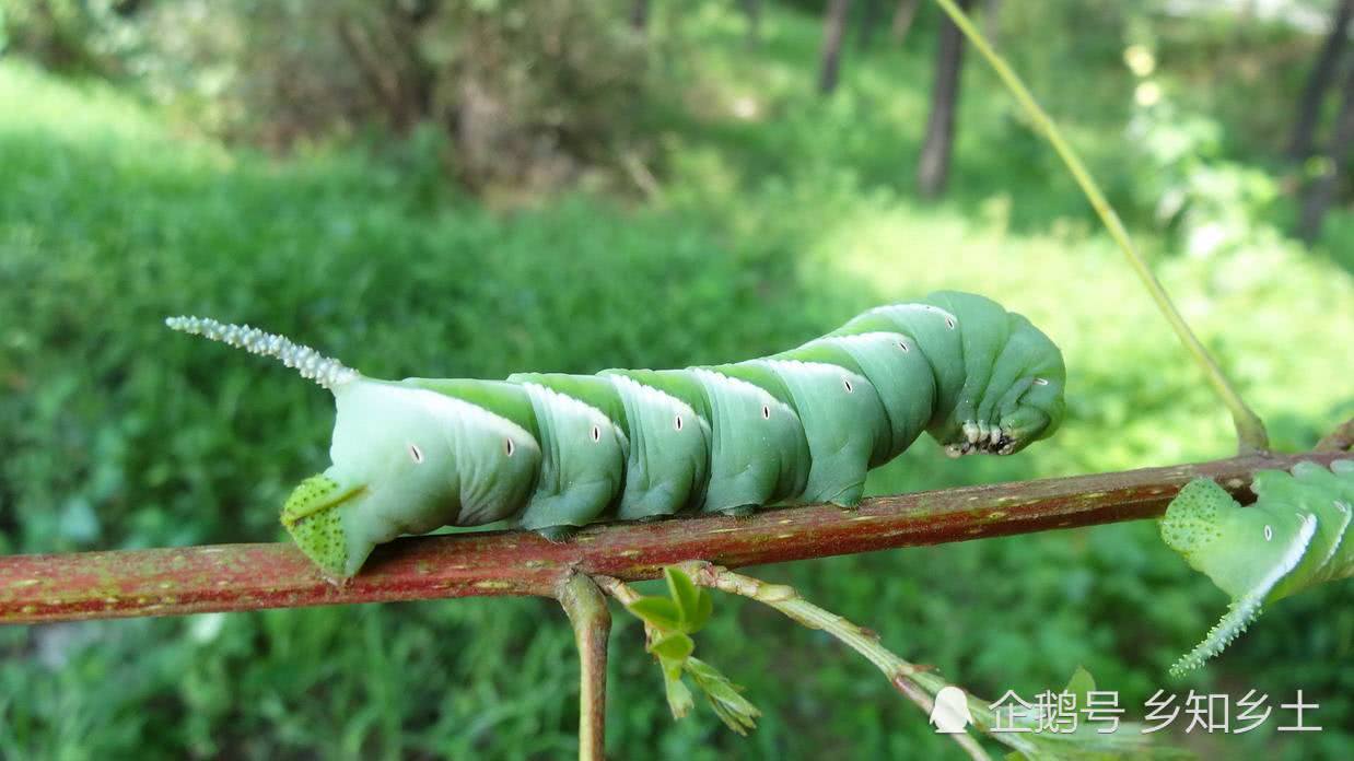 80年代树上特别多,小姑娘见到常被吓哭,如今农民争抢养殖|豆虫|养殖