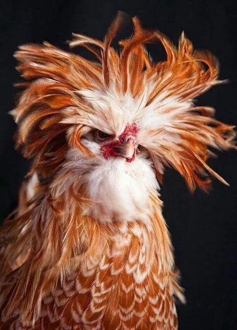 罕见鸟类见过三种算你牛