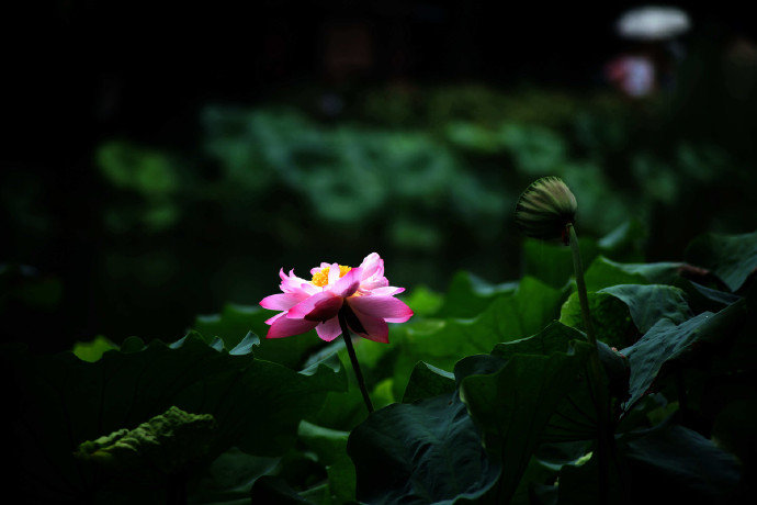 禅庭一雨后 莲界万花中 禅庭一雨后 莲界万花中