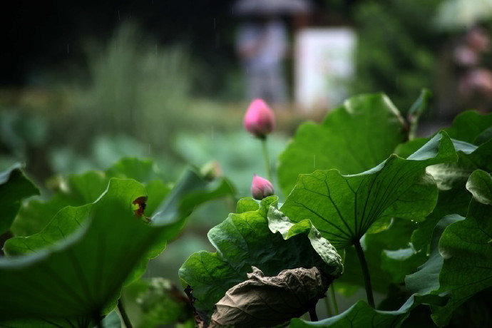 禅庭一雨后 莲界万花中 禅庭一雨后 莲界万花中