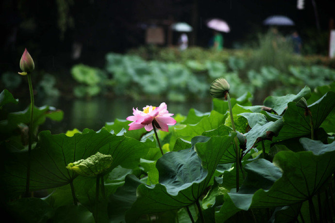 禅庭一雨后 莲界万花中 禅庭一雨后 莲界万花中