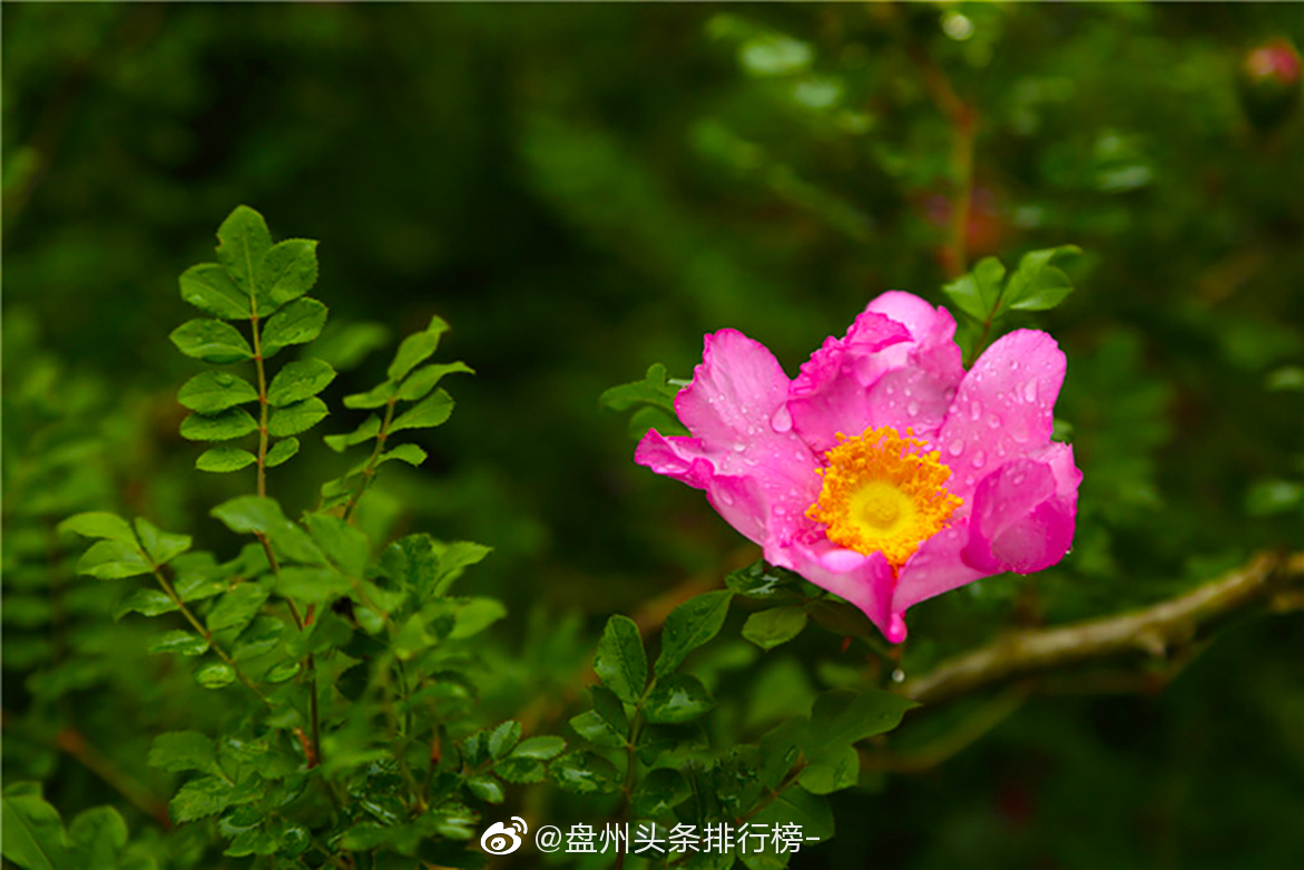空山新雨后,风景别样新,山顶的刺梨花在一片绿意盎然里娇艳动人|刺梨|空山|绿意|雨后|山顶_新浪新闻