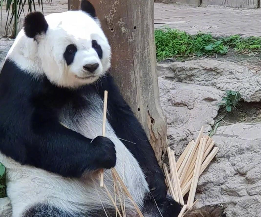 泰国清迈动物园给我们的国宝熊猫吃这个?这是竹子还是木棍?