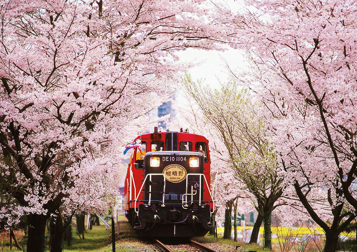 日本樱花速报:3月去哪里感受落樱缤纷?