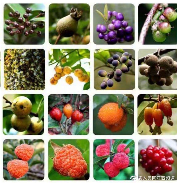 这些野果,你都认识吗