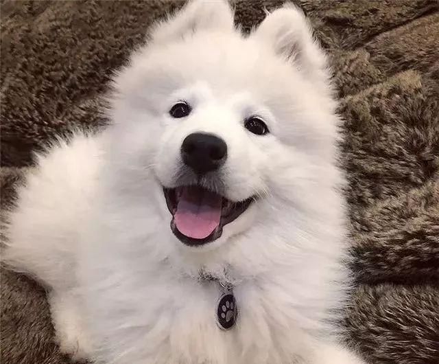 人前傻白甜转身小恶魔萨摩耶这货咋还两副面孔呢