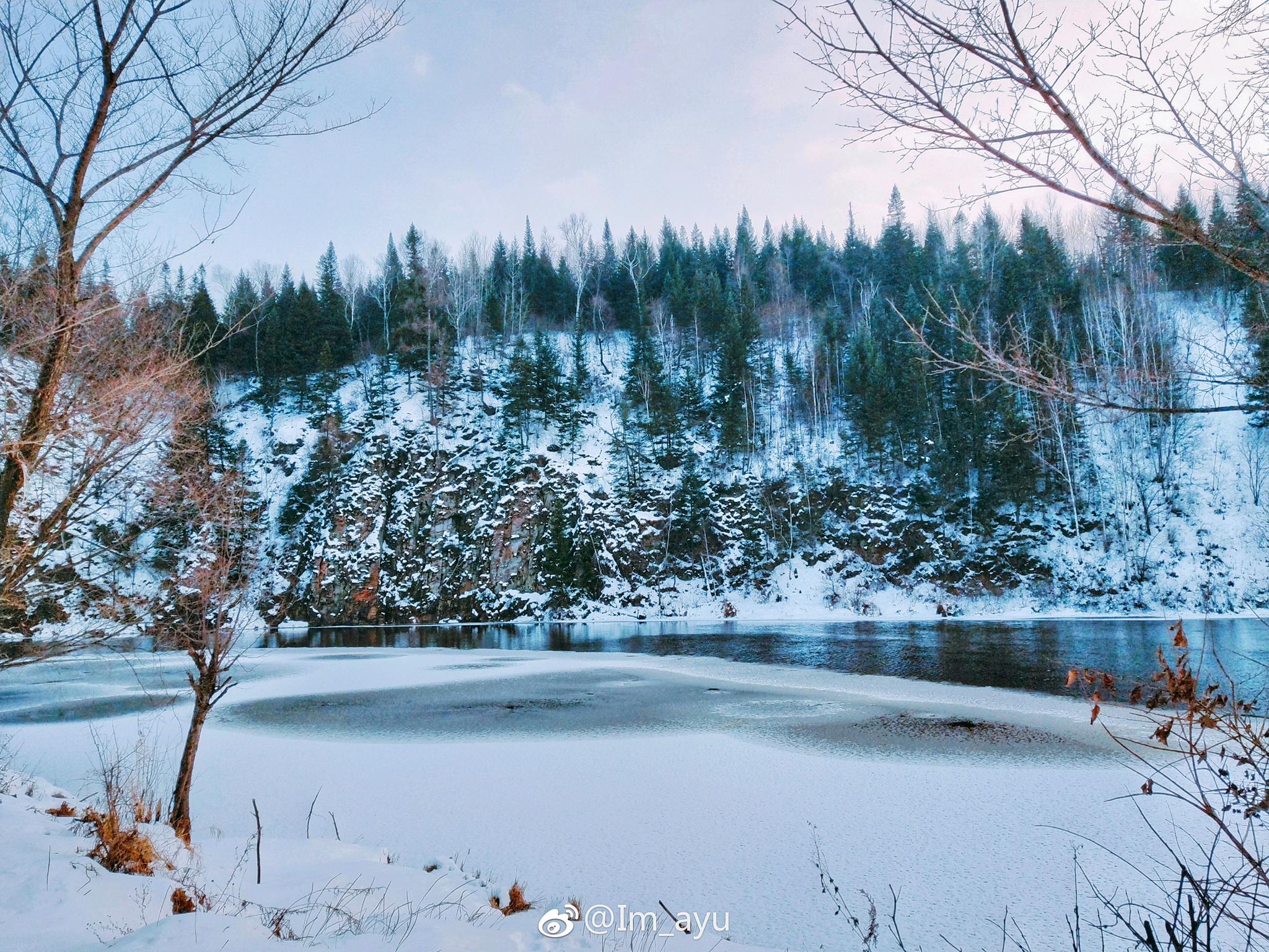 “披上一层薄雪的杉林|薄雪|杉林|伊梦_新浪新闻