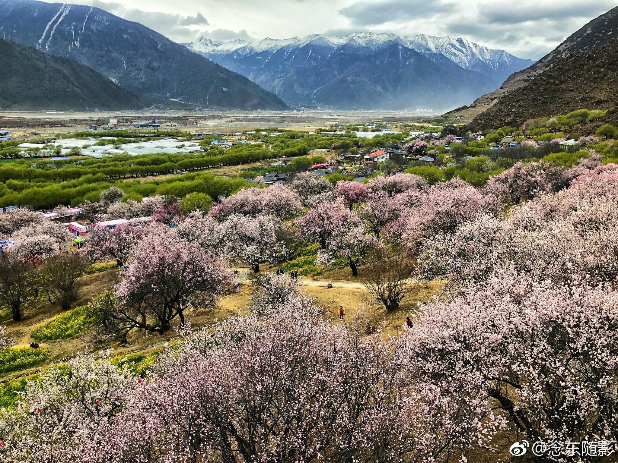 西藏林芝嘎拉桃花村,是林芝桃花节开幕式的举办场所