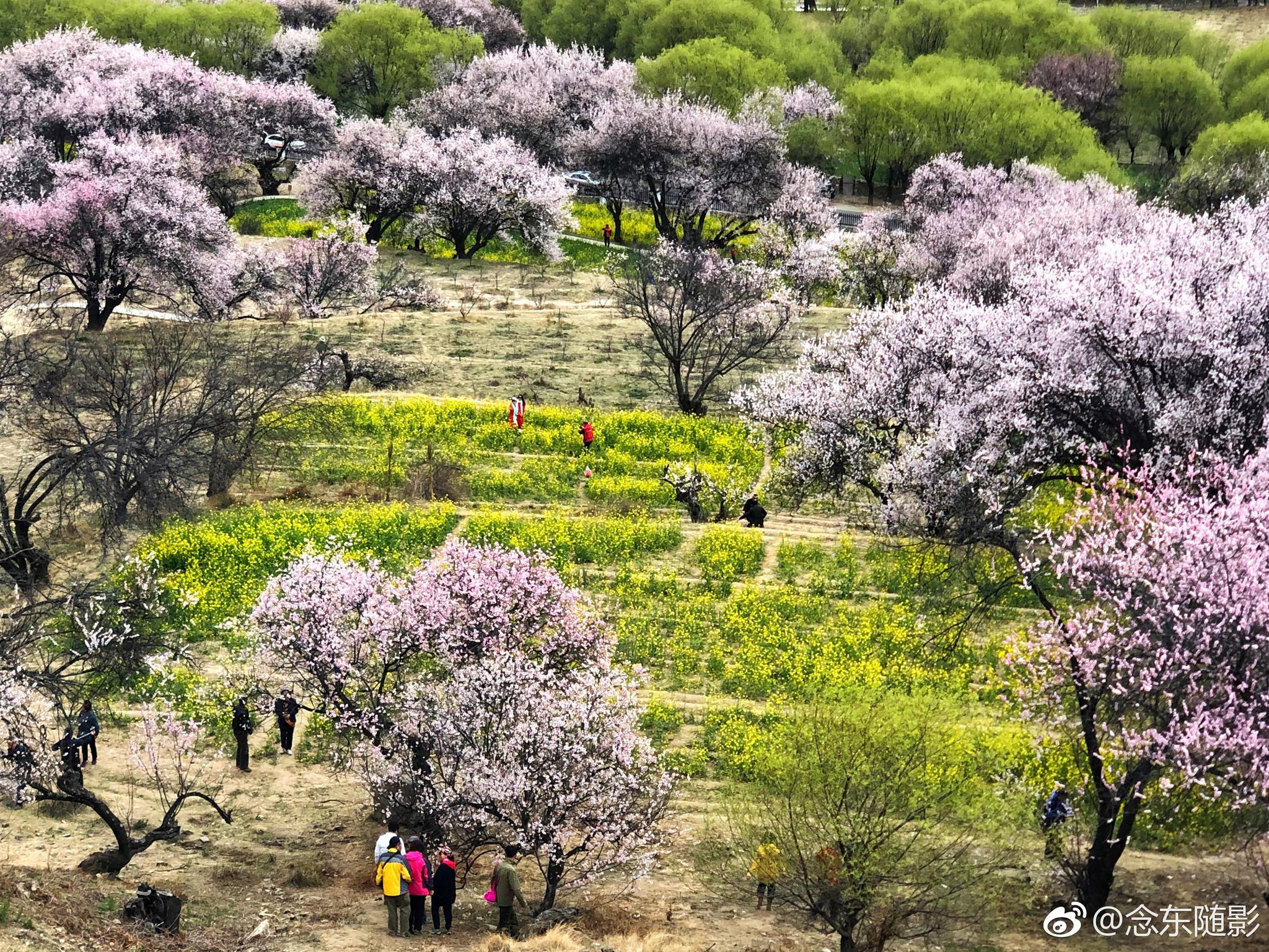 西藏林芝嘎拉桃花村,是林芝桃花节开幕式的举办场所