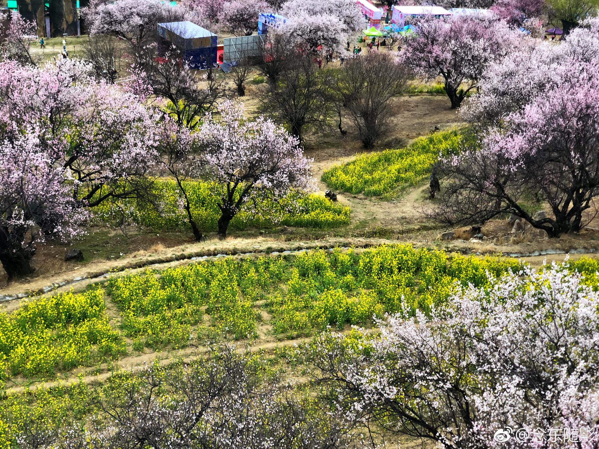 西藏林芝嘎拉桃花村,是林芝桃花节开幕式的举办场所