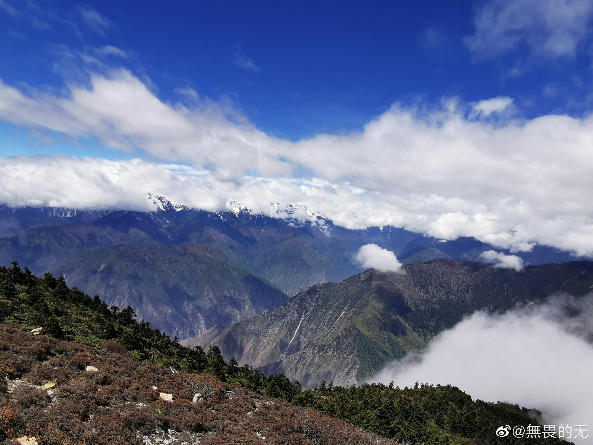 去甲应村的山路蜿蜒曲折惊险万分沿途的高山杜鹃大气雍容