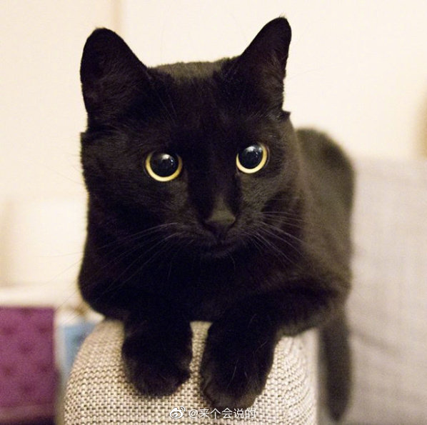 一只名叫bear的黑猫,大眼睛超超漂亮