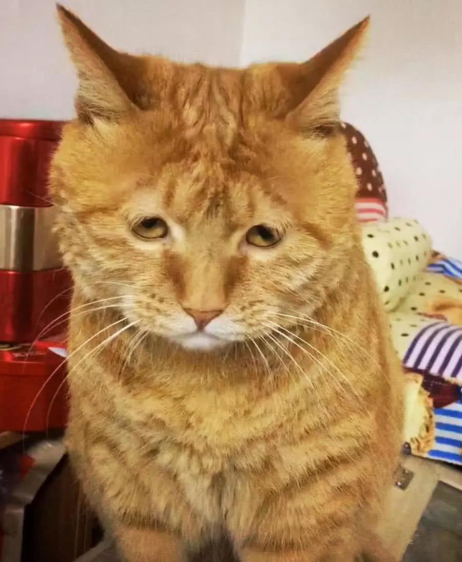 12斤胖丑橘猫突然口吐白沫医生一句话让主人差点尴尬死