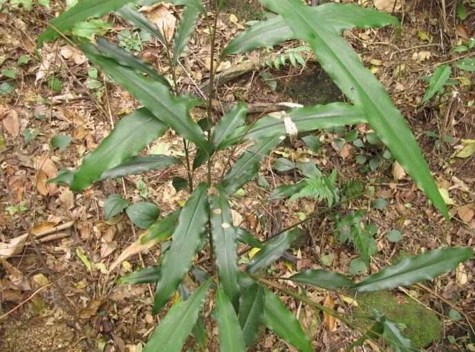这就是箭杆风,是姜科山姜属多年生的一种植物,它主要分布在我国的云南