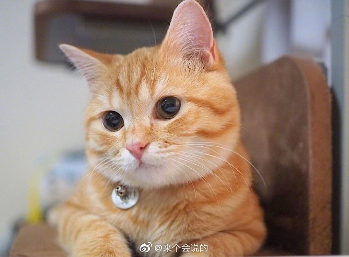 这只小橘猫太可爱了