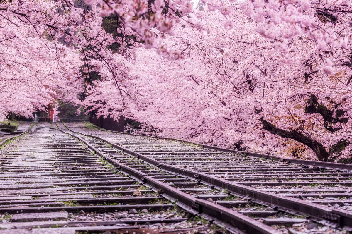 日本樱花速报:3月去哪里感受落樱缤纷?