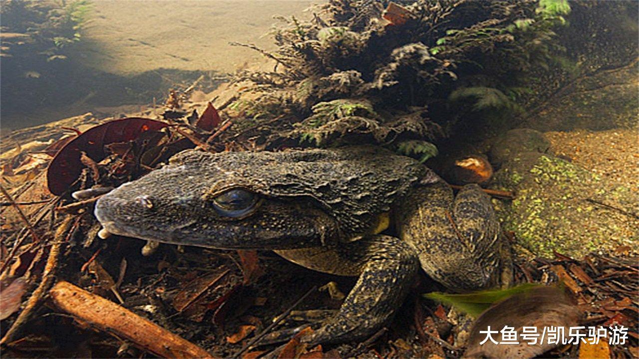 全球最大的青蛙: 体重可达3公斤, 网友: 真肥, 想吃!