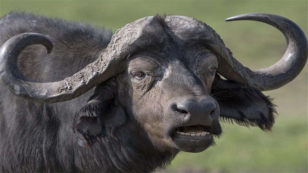 国外恐怖"食人蛙",生吞老鼠活剥毒蛇,水牛也得让它三分