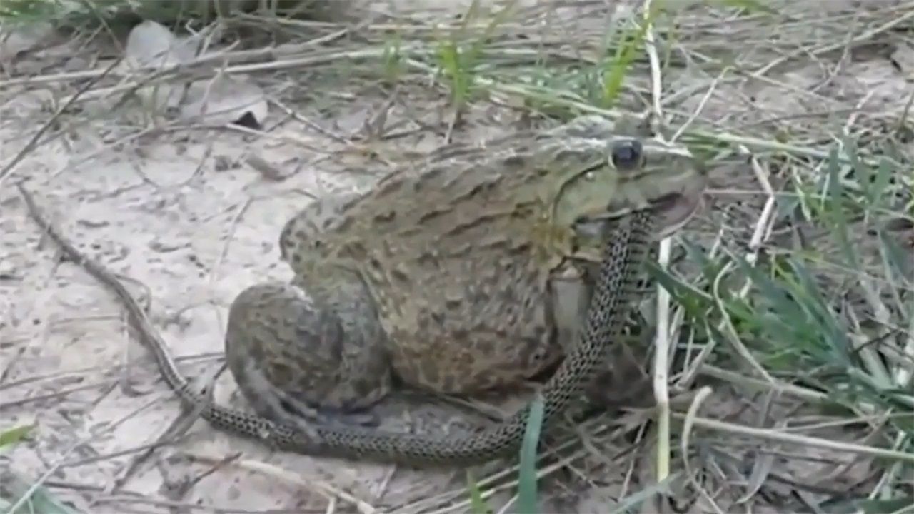 国外恐怖食人蛙生吞老鼠活剥毒蛇水牛也得让它三分