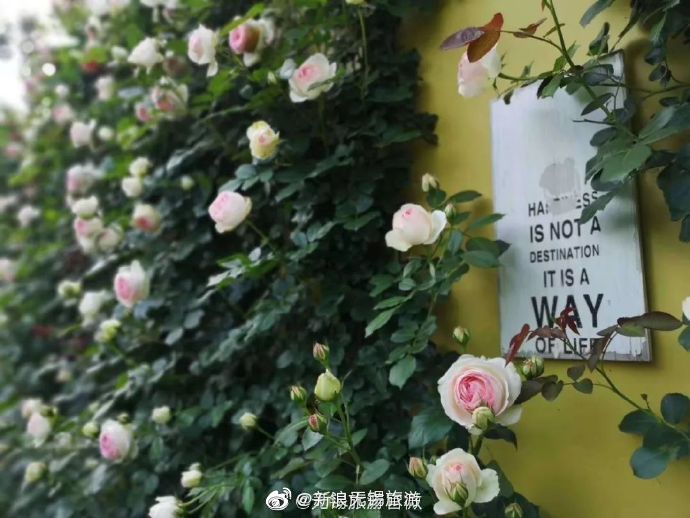 满庭芳郊野花园坐落在李家桥村,位于顾山的西大门