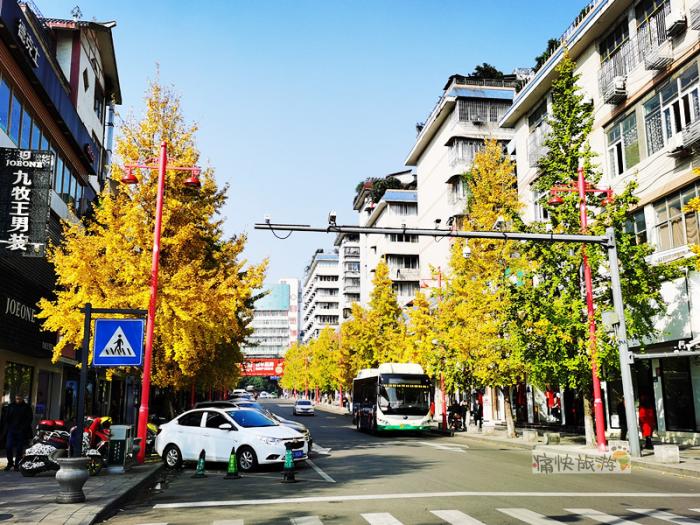 自贡旧城里,新民街的银杏大道!