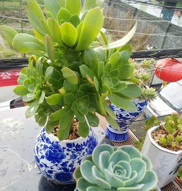 过年喝剩的酒瓶种上多肉美翻了邻居都想掏钱买