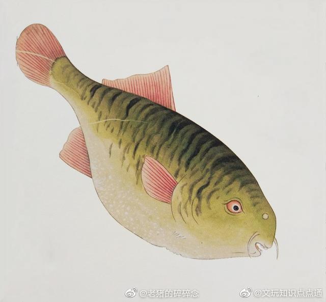 《海错图》是清朝康熙年间,由画家聂璜绘制的一组图谱