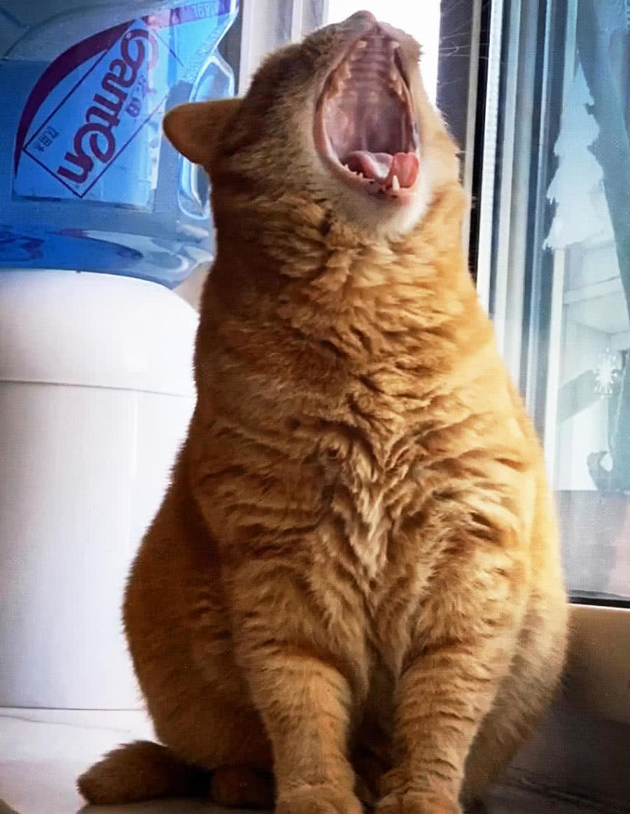 12斤胖丑橘猫突然口吐白沫医生一句话让主人差点尴尬死