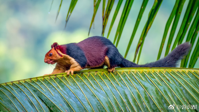 印度摄影师kaushikvijayan拍到的印度巨松鼠
