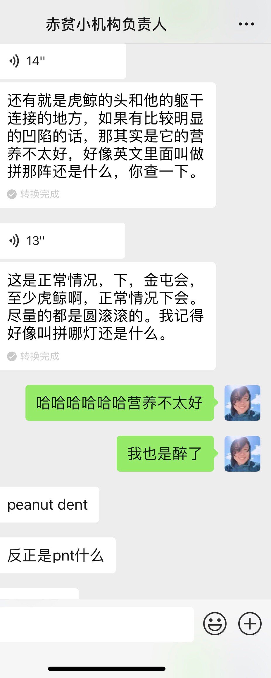 圆滚滚的虎鲸不然是营养不良