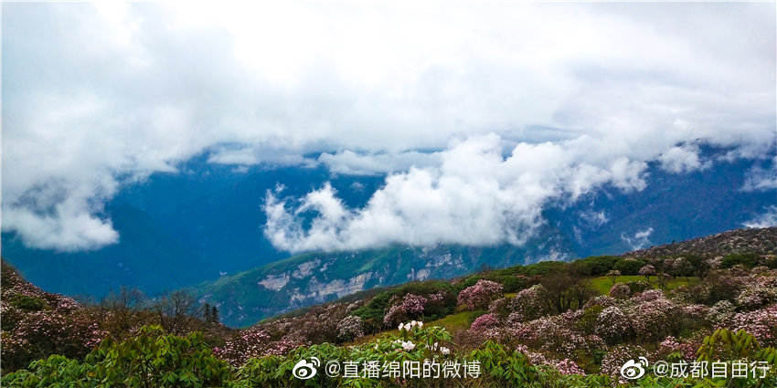 平武虎牙磨子坪云海深处杜鹃开 平武虎牙磨子坪云海深处杜鹃开