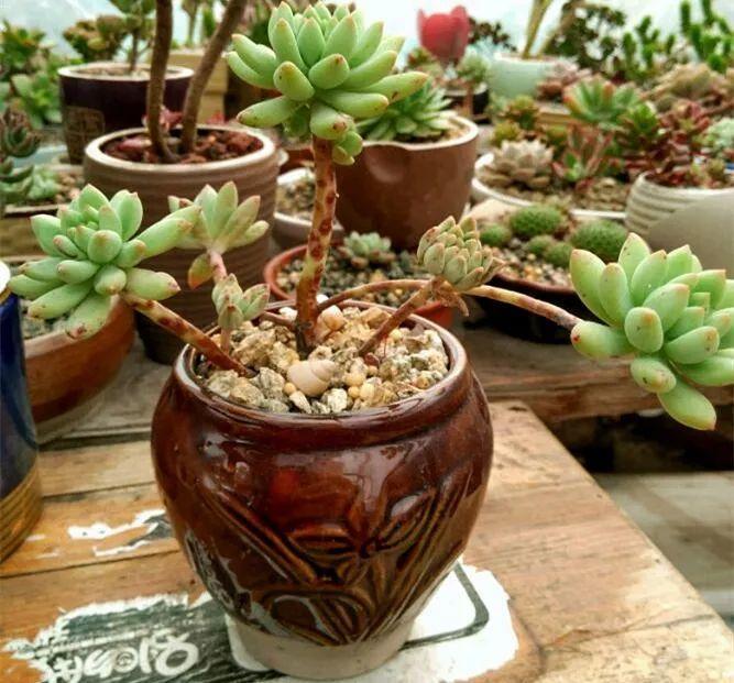 过年喝剩的酒瓶种上多肉美翻了邻居都想掏钱买