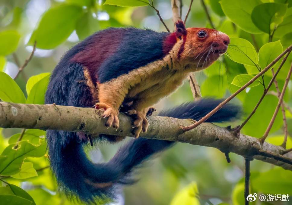 indica),特点是体型大,五颜六色,可以说是松鼠里的彩虹锦鲤了