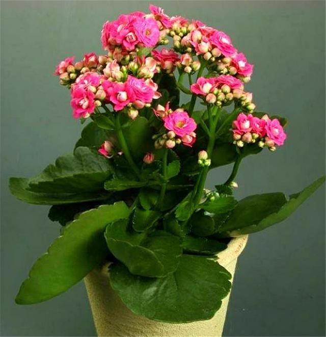 这种长寿花叶片独特花朵漂亮不烂根易养护1年开花300天