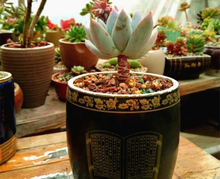 过年喝剩的酒瓶种上多肉美翻了邻居都想掏钱买