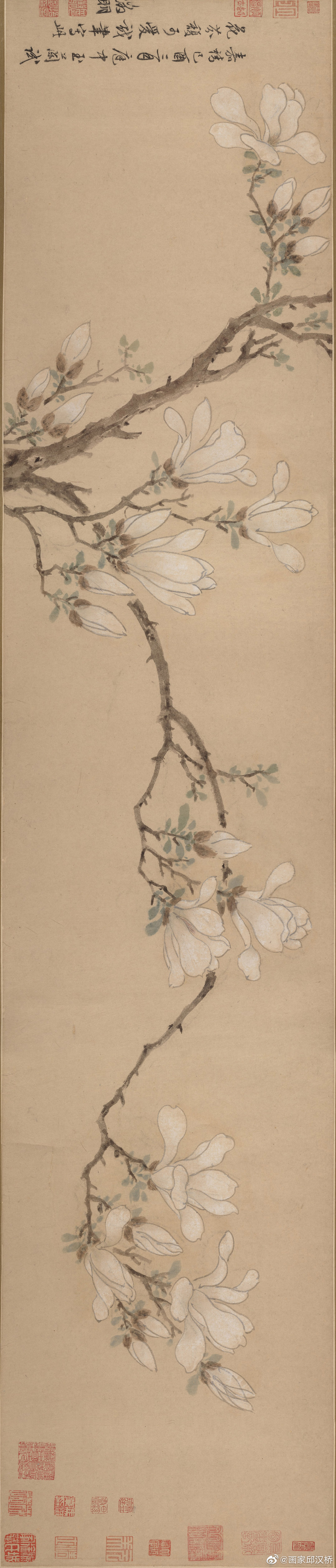 《玉兰图卷》,明代,文征明,纸本设色,纵27.9厘米,横133厘米