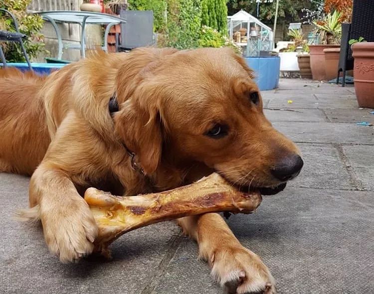 只要给狗子一根骨头,它就能撬动起整个地球!