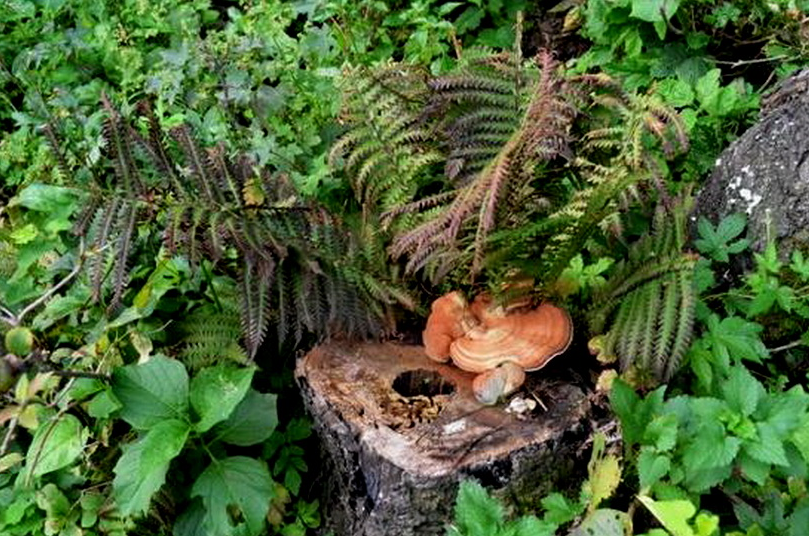 农村这种树被称为鸟不落之前当成柴火用如今一株卖上千元