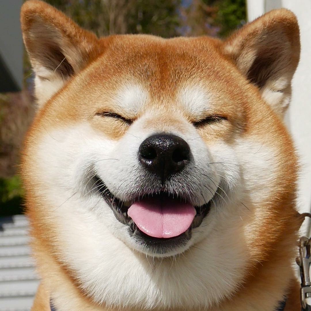 柴柴的笑容超级治愈的