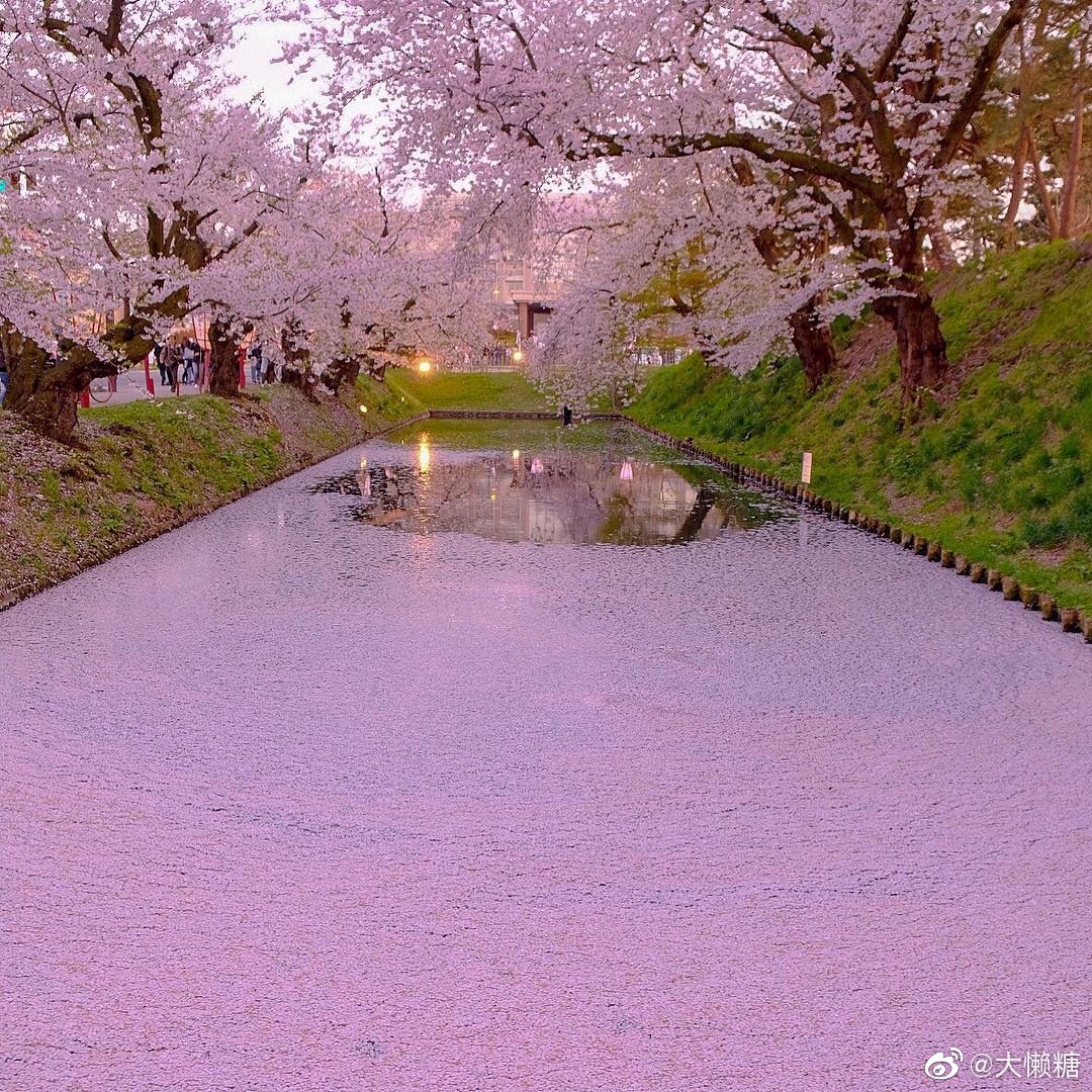 弘前公园 樱花满开 落樱给河面铺上一层粉色的花筏绒毯