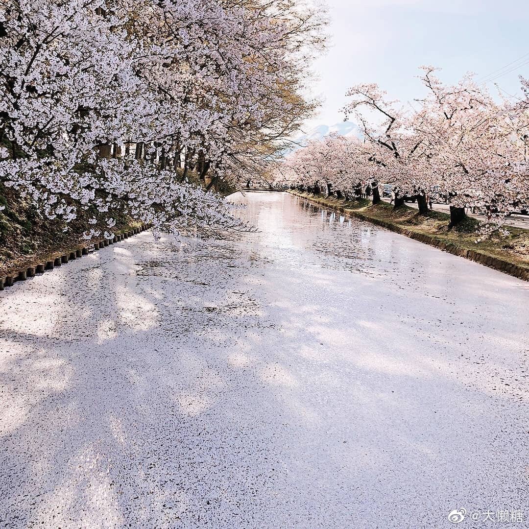 弘前公园 樱花满开 落樱给河面铺上一层粉色的花筏绒毯