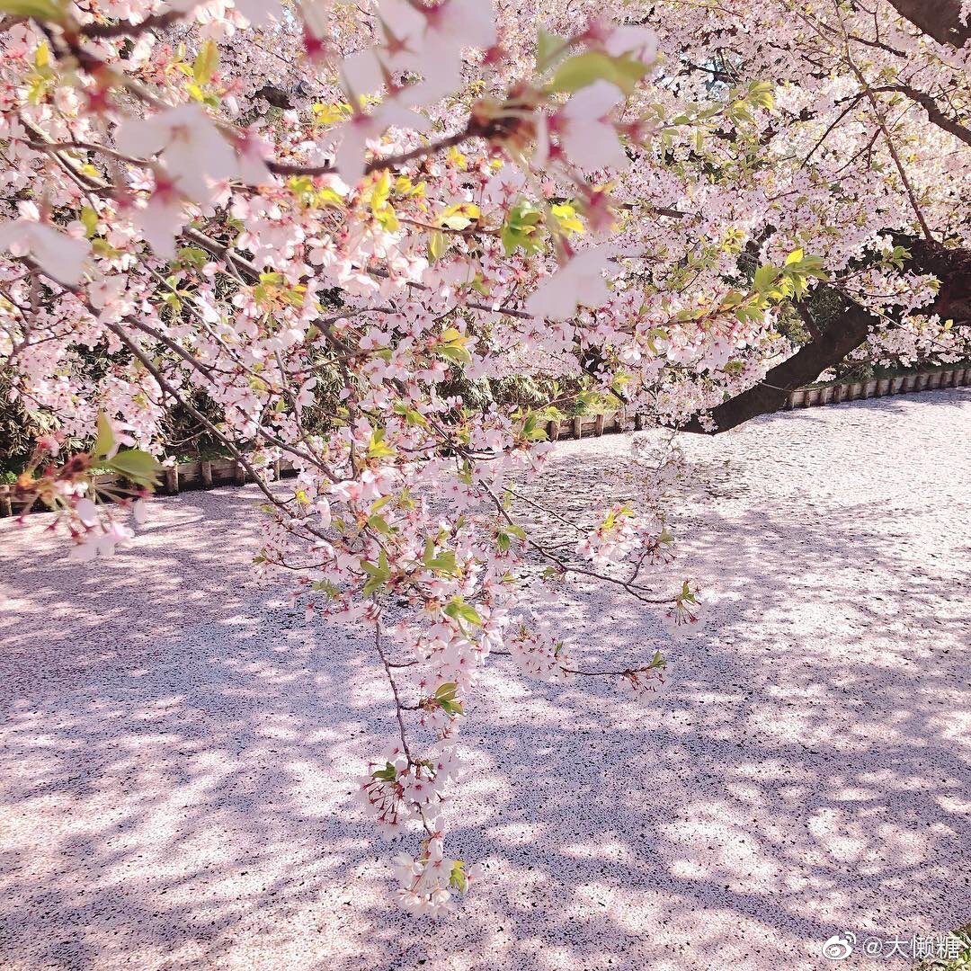 弘前公园 樱花满开 落樱给河面铺上一层粉色的花筏绒毯 弘前公园 樱花满开 落樱给河面铺上一层粉色的花筏绒毯